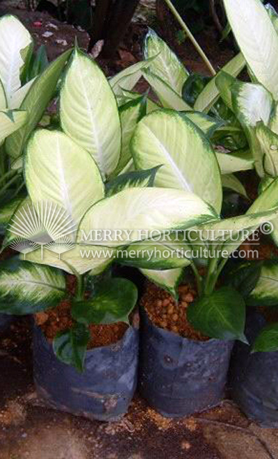 Dieffenbachia tropic mariane